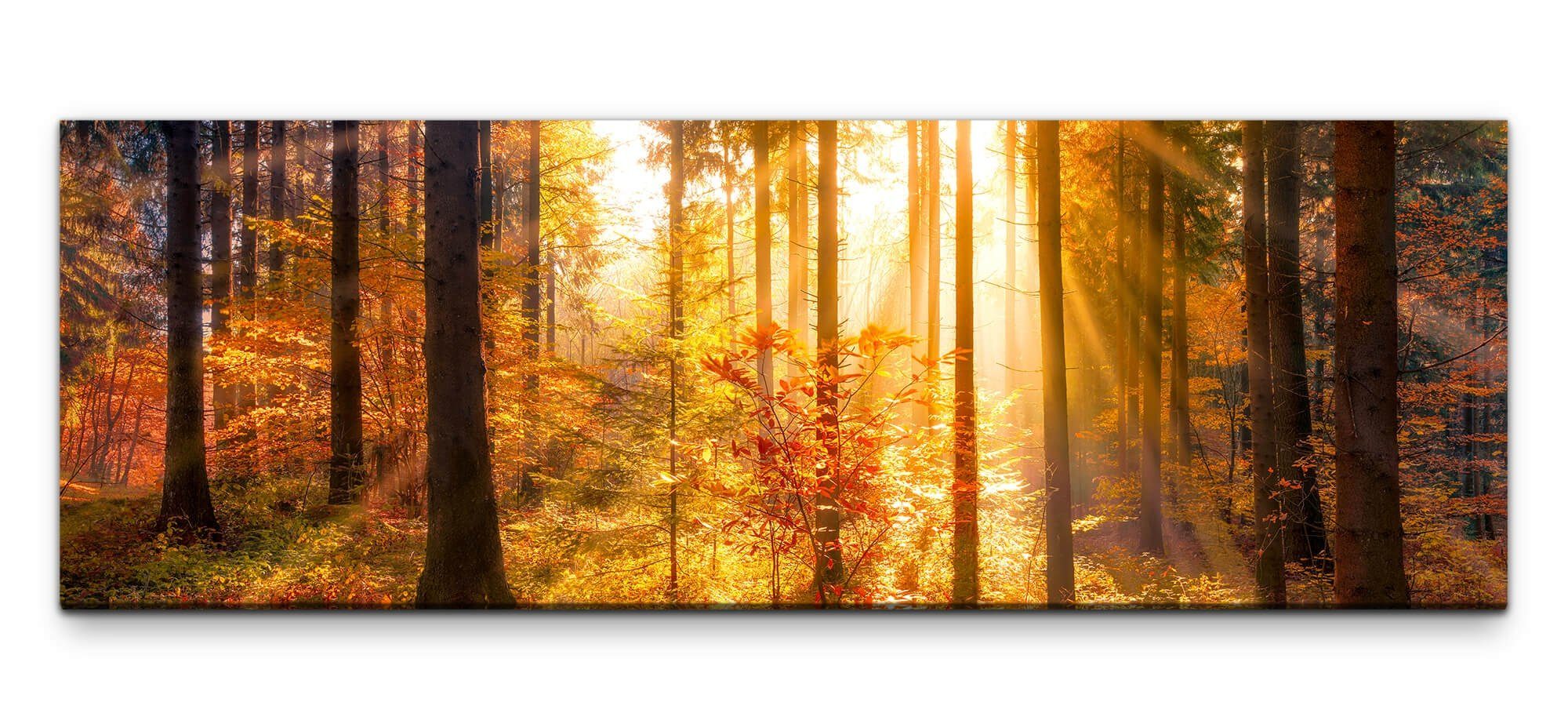 möbel-direkt.de Leinwandbild Bilder XXL Herbstwald mit günstig online kaufen