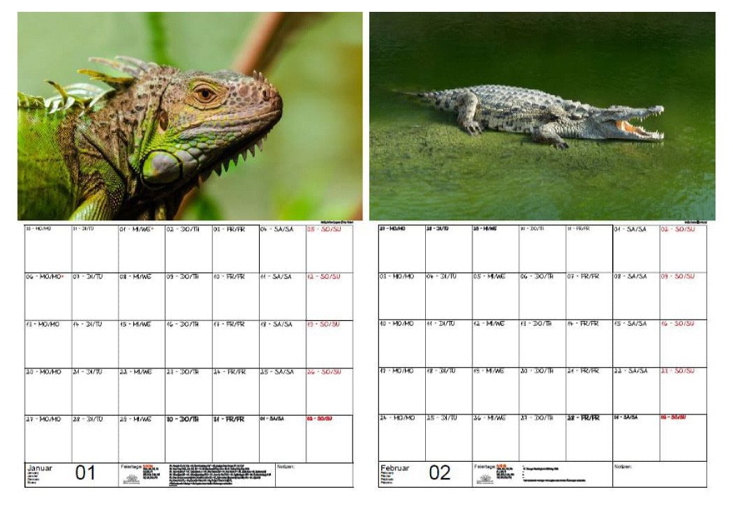 Thumbnail - Seelenzauber Wandkalender Tierzauber Amphibien Reptilien Wand- Planer Kalender 2025 DIN A3
