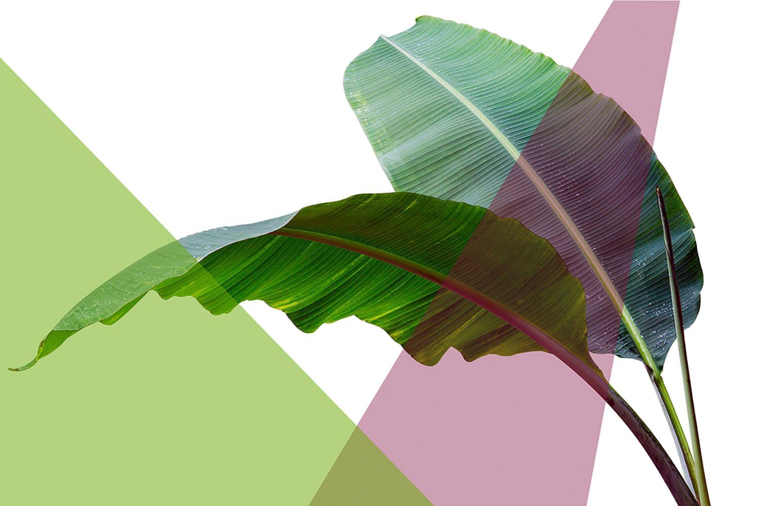 queence Acrylglasbild Blätter, Blätter, Blätterbilder, Kunst, Pflanzen, Pflanzenbilder, Fine Art-Print in Galeriequalität. € 278,14