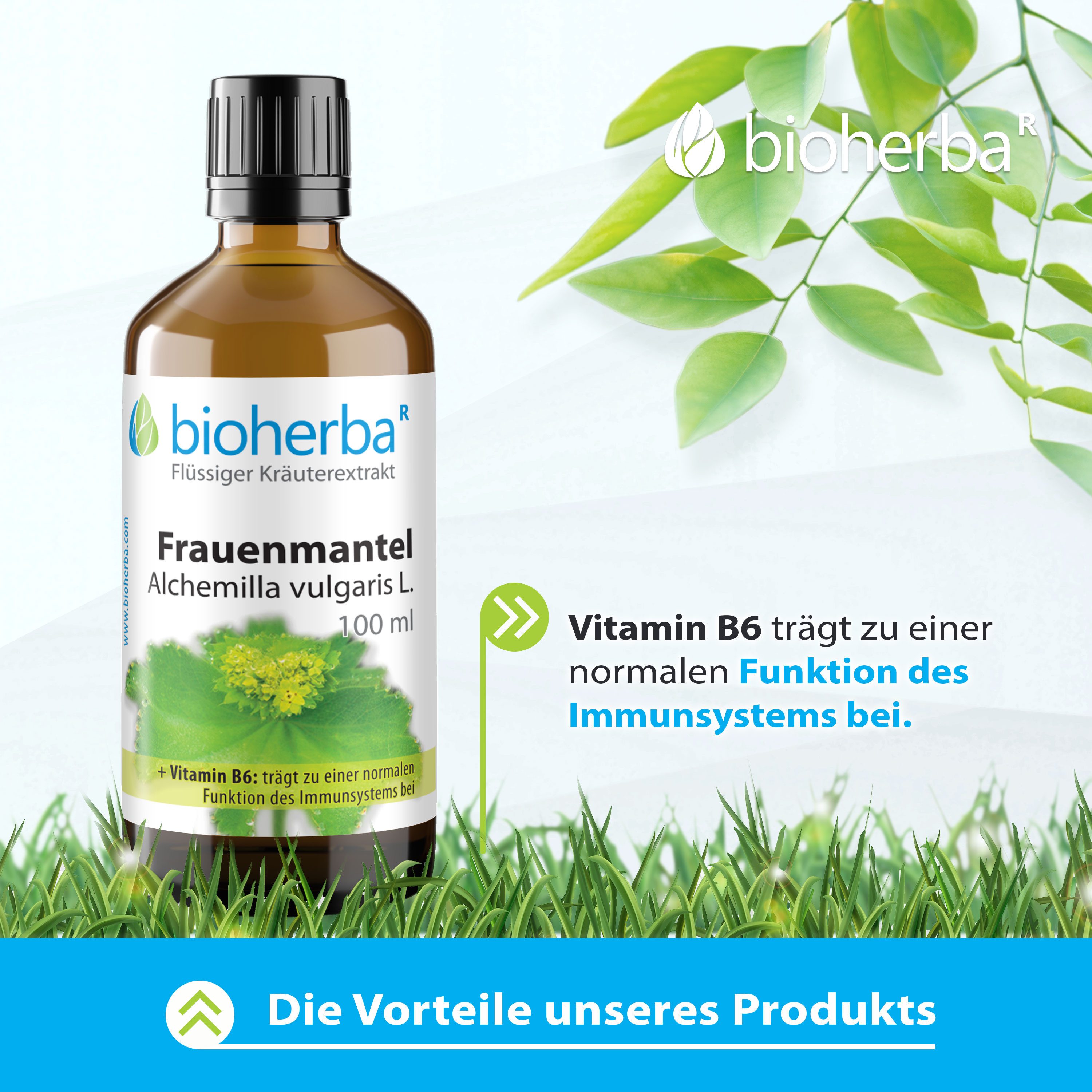 BIOHERBA R Bioherba Frauenmantel Alchemilla vulgaris L. Tropfen Tinktur 100 ml Nahrungsergänzungsmittel, 1 er