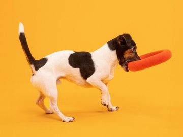 myfelt Tier-Intelligenzspielzeug Filz Hundespielzeug - Ring, reine Schurwolle, Durchmesser: 20 cm, perfekt für Zerrspiele