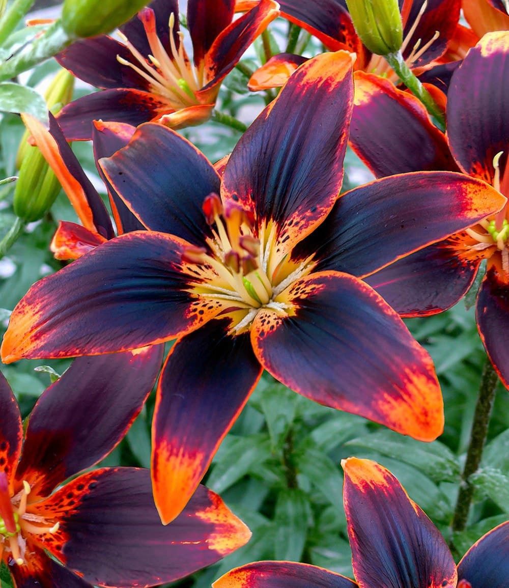 BALDUR Garten Blumenzwiebeln Lilie 'Forever Susan', Schnittblume, duftend, winterhart, mehrjährig, pflegeleicht