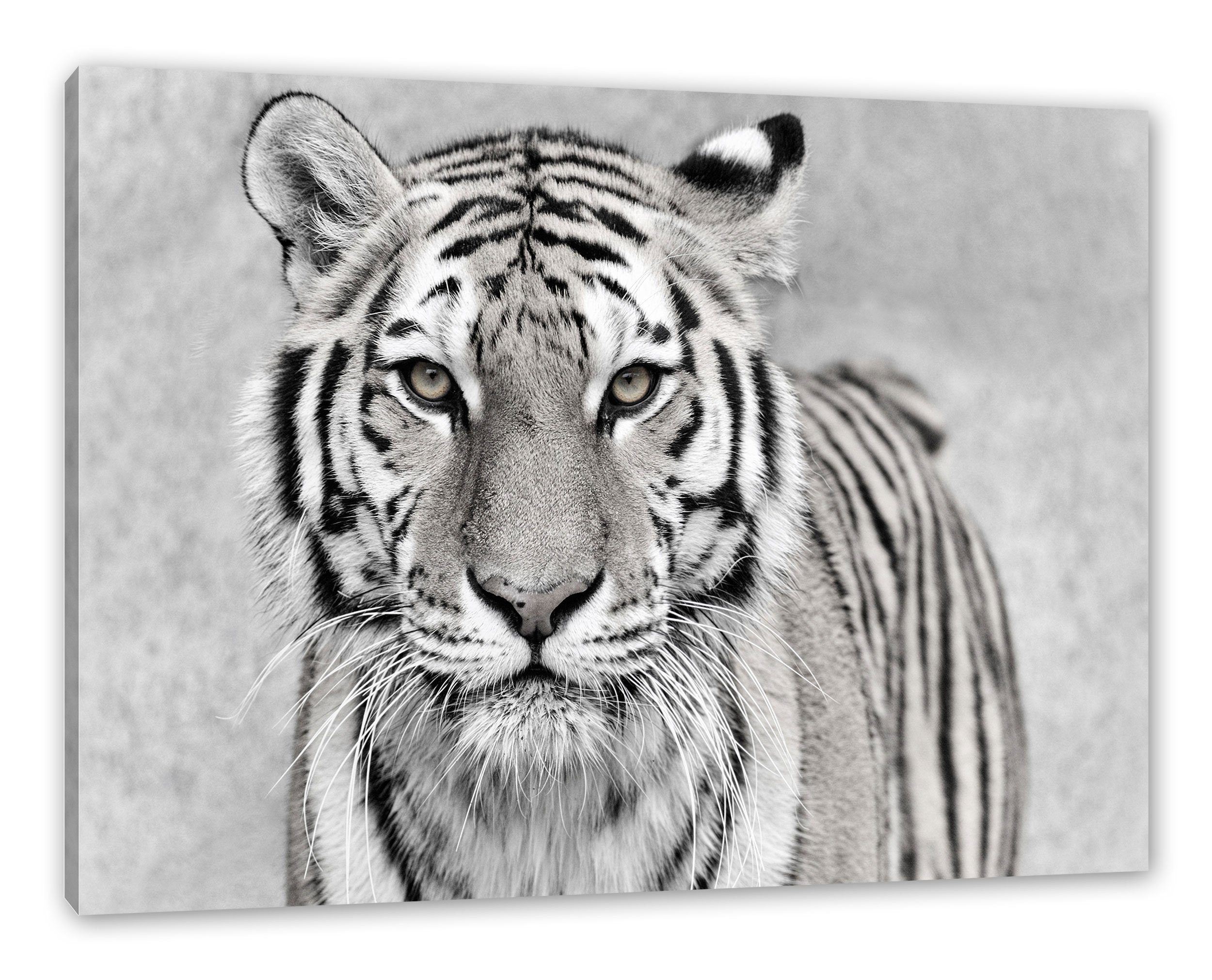 Pixxprint Leinwandbild Anmutiger Tiger in, Anmutiger Tiger in (1 St), Leinwandbild fertig bespannt, inkl. Zackenaufhänger