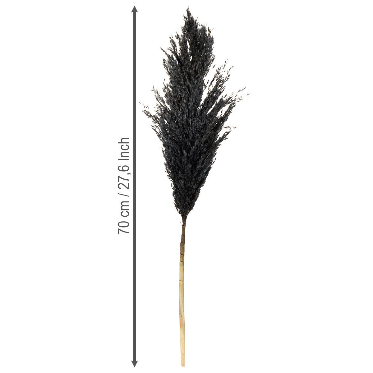 Trockenblume Dekoratives Federgras für Trockenfloristik und moderne, Viana, Höhe 75 cm