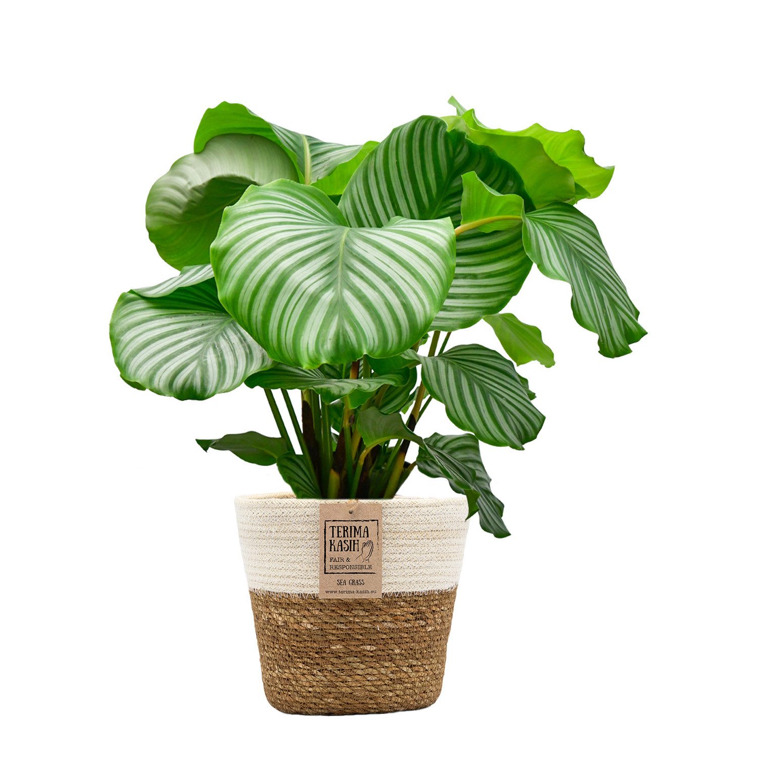 Green Me Up Zimmerpflanze Calathea Orbifolia No.19, Regelmäßige Pflege notwendig, Luftverbessernd