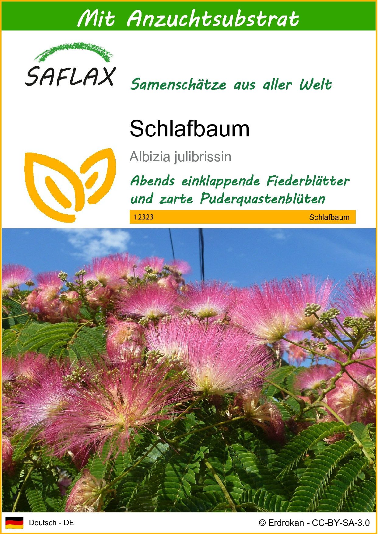 Blumensamen SAFLAX - Mit Substrat - Schlafbaum