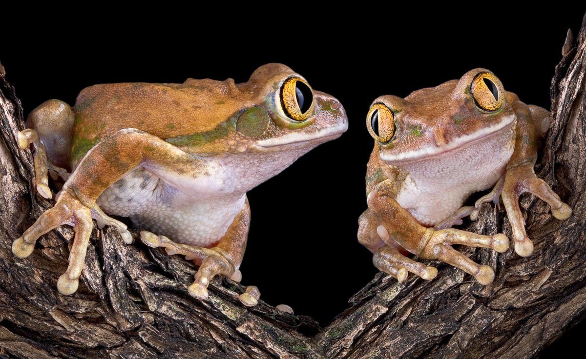 Papermoon Fototapete Froschliebe mit großen Augen