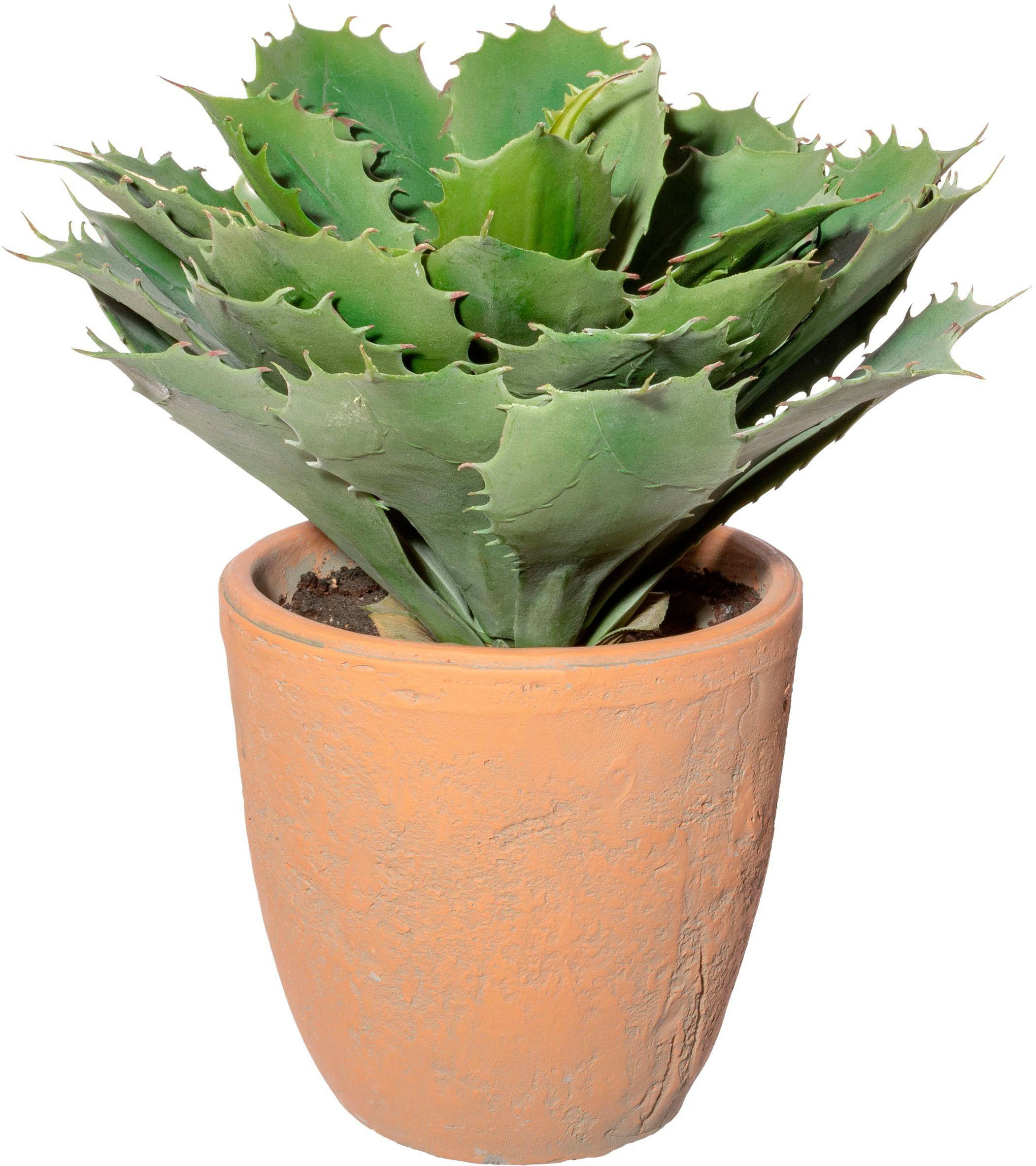 Künstliche Zimmerpflanze Echeveria im Terracottatopf Sukkulente, günstig online kaufen