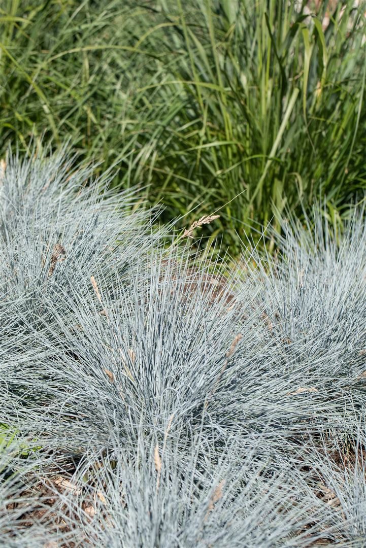 Pflanzen für Dich Gräser Festuca glauca Elijah Blue, 1 St., Blau-Schwingel, Blauschwingelgras, blaugrün, kompaktwüchsig – Bild 3 von 3