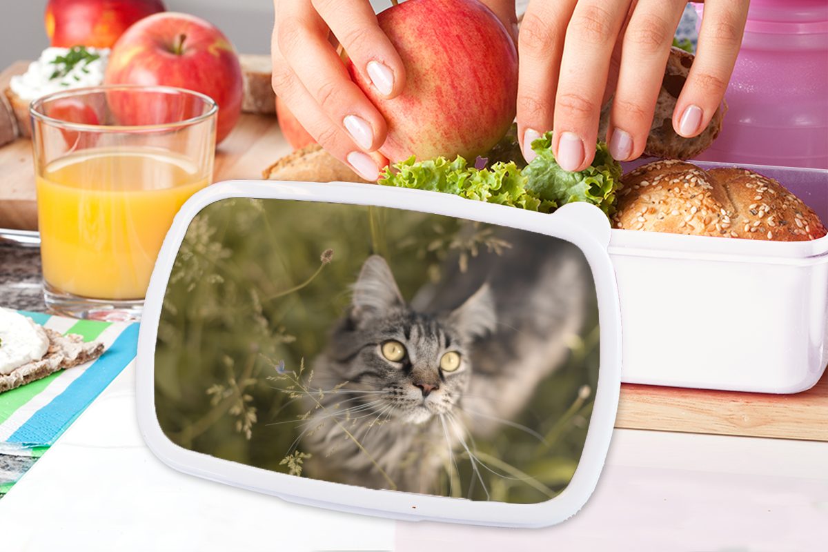 und für weiß Brotbox Coon-Katze Maine im für und Mädchen Kunststoff, Gras, hohen Kinder Lunchbox Brotdose, (2-tlg), MuchoWow Jungs Erwachsene, Eine