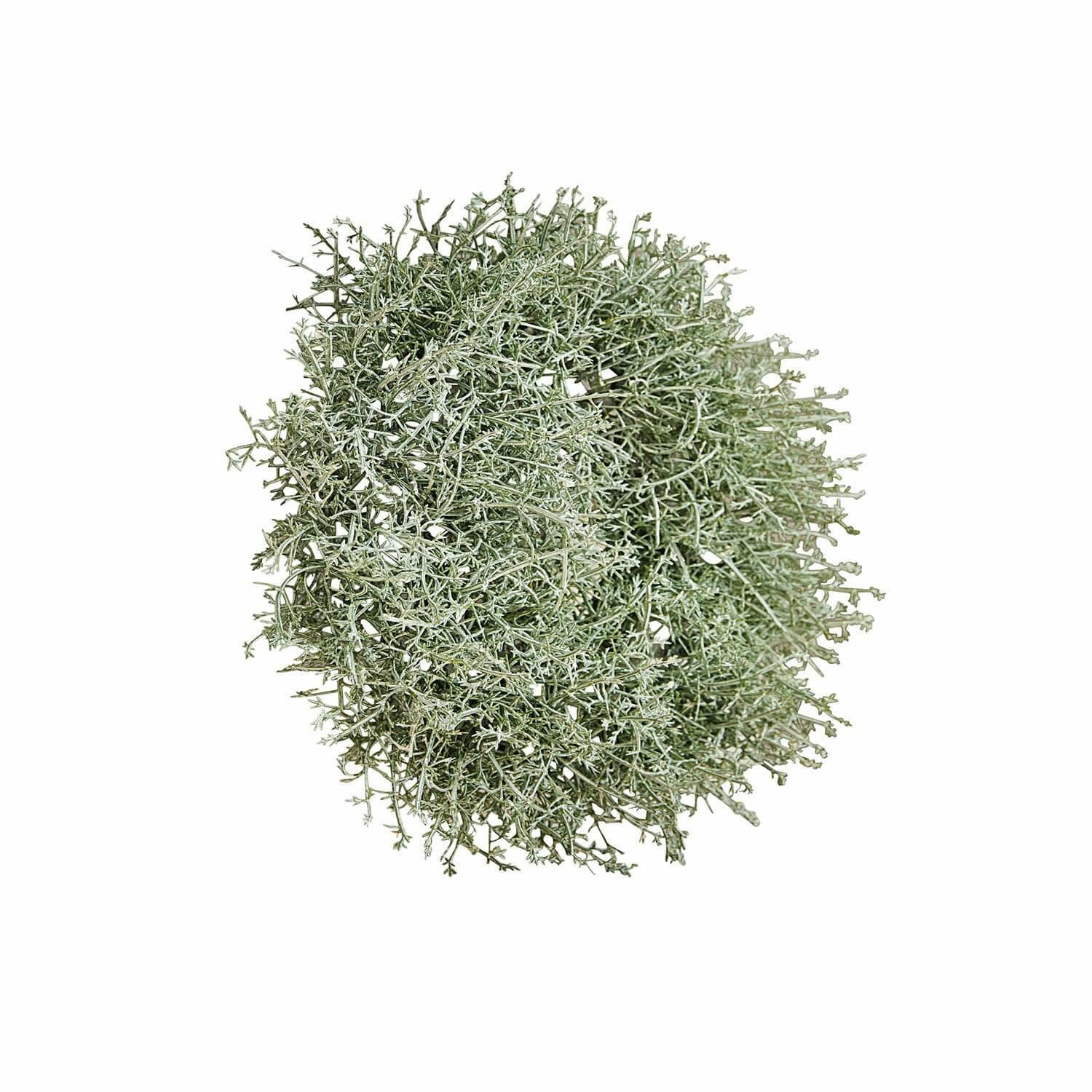 Mirabeau Dekoobjekt Kranz Senailly grün günstig online kaufen