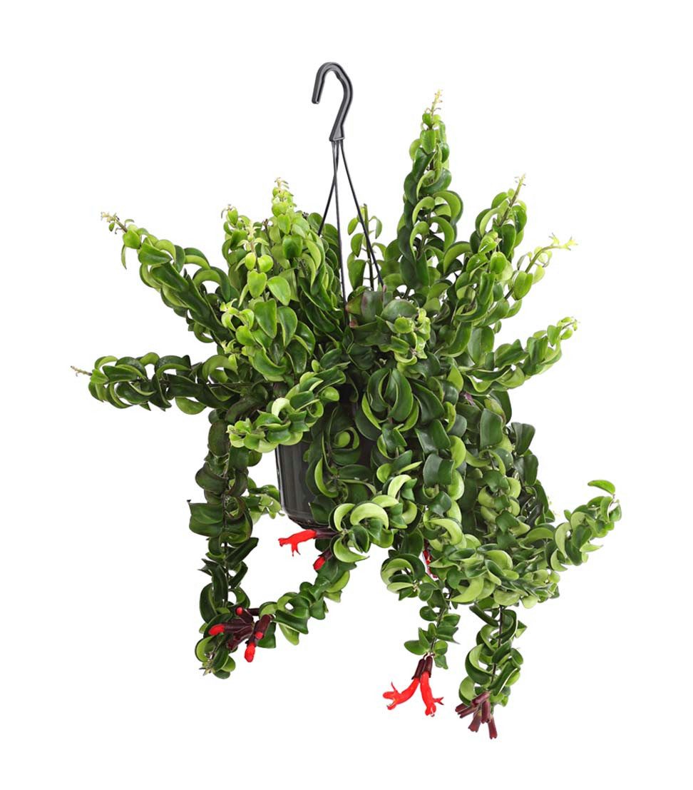 Dehner Zimmerpflanze Schamblume Rasta, Aeschynanthus lobbianus, 30-40 cm, Ø günstig online kaufen