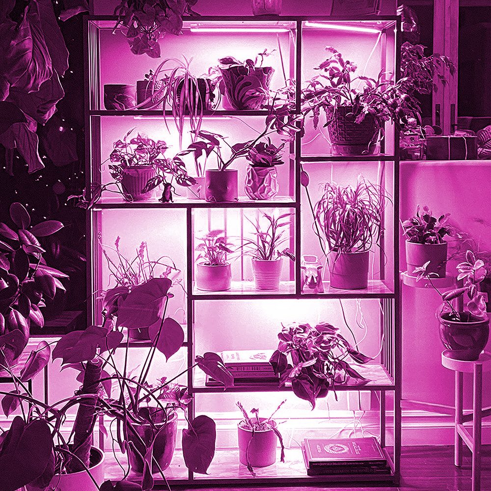 Qualra Pflanzenlampe LED Vollspektrum Pflanzenlampe 30/50cm Anschließbar Growlight Stecker, für Verschiedene Pflanzen Gartenpflanzen