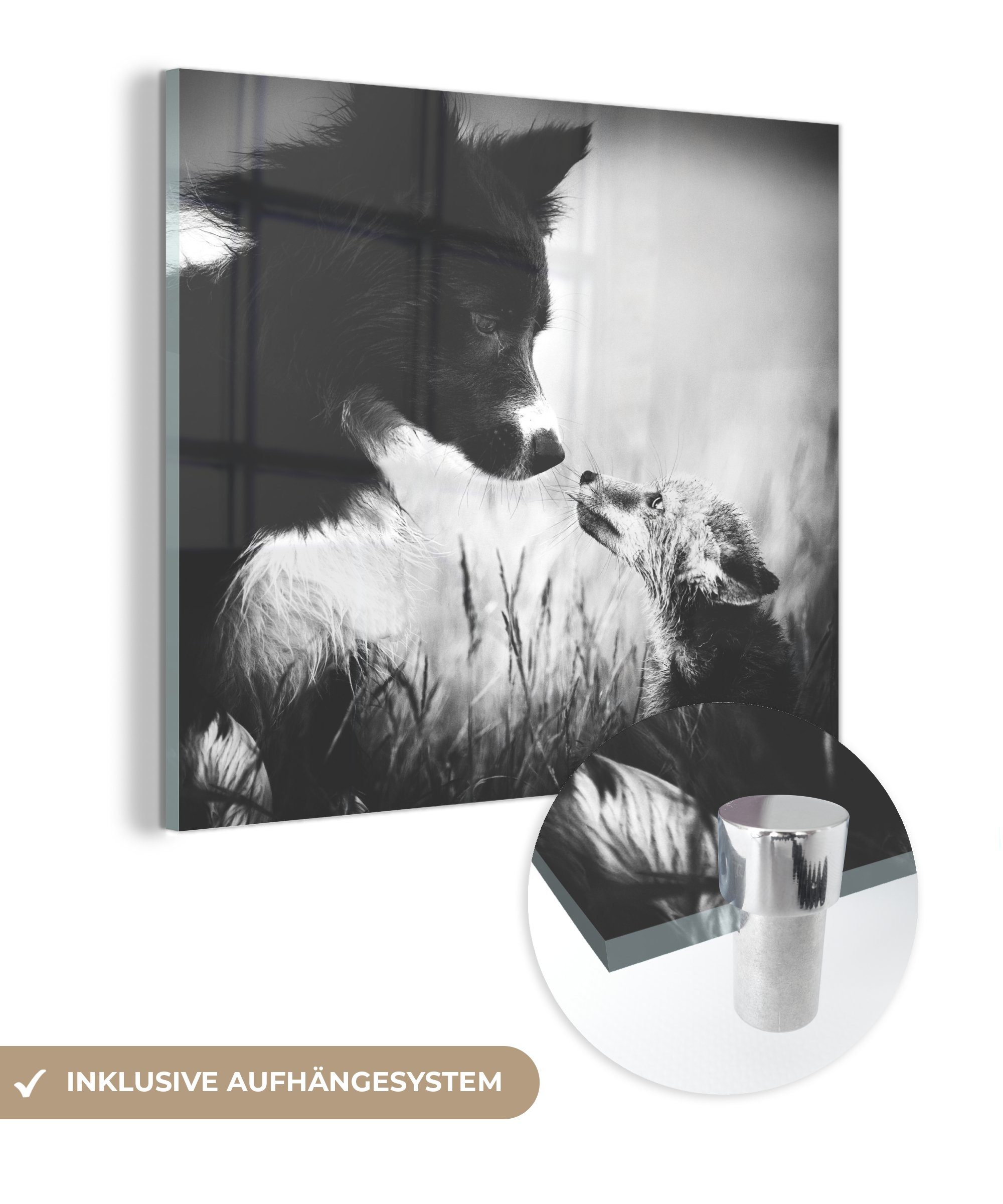 MuchoWow Acrylglasbild Bekanntschaft zwischen Hund und Wanddekoration - Glasbilder auf - St), Bilder - Foto auf Wandbild (1 Glas Fuchs, Glas