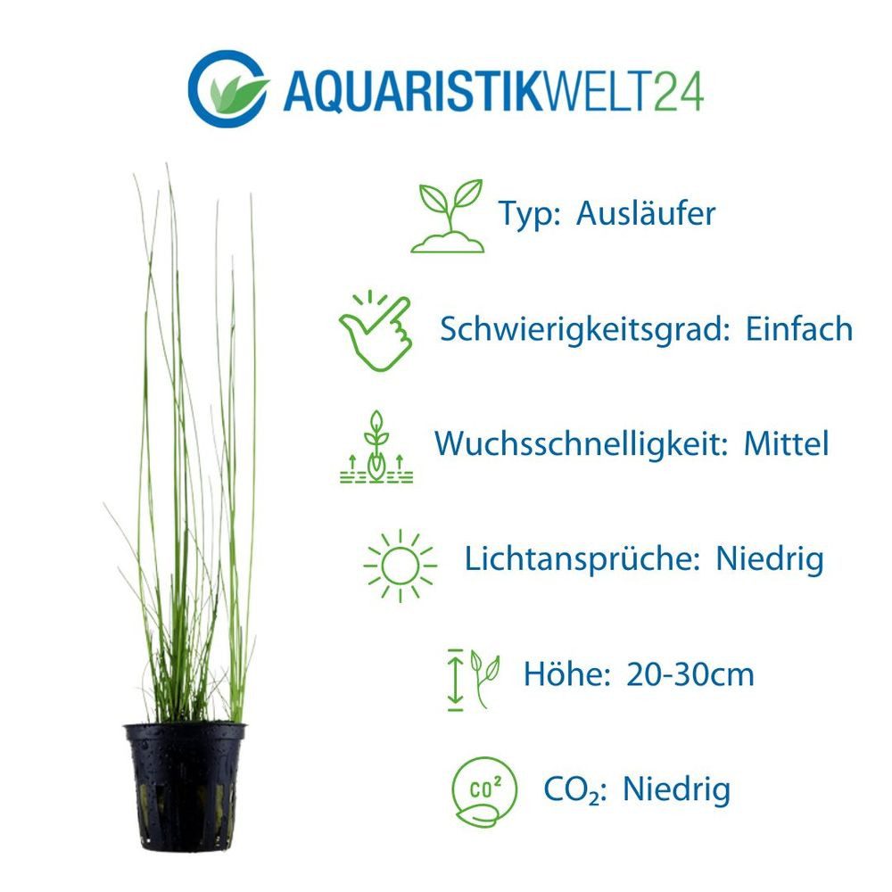 Aquaone Wasserpflanze Gräser Set mit 3 Gras Pflanzen Aquariumpflanzen Set Nr.130 – Bild 3 von 5