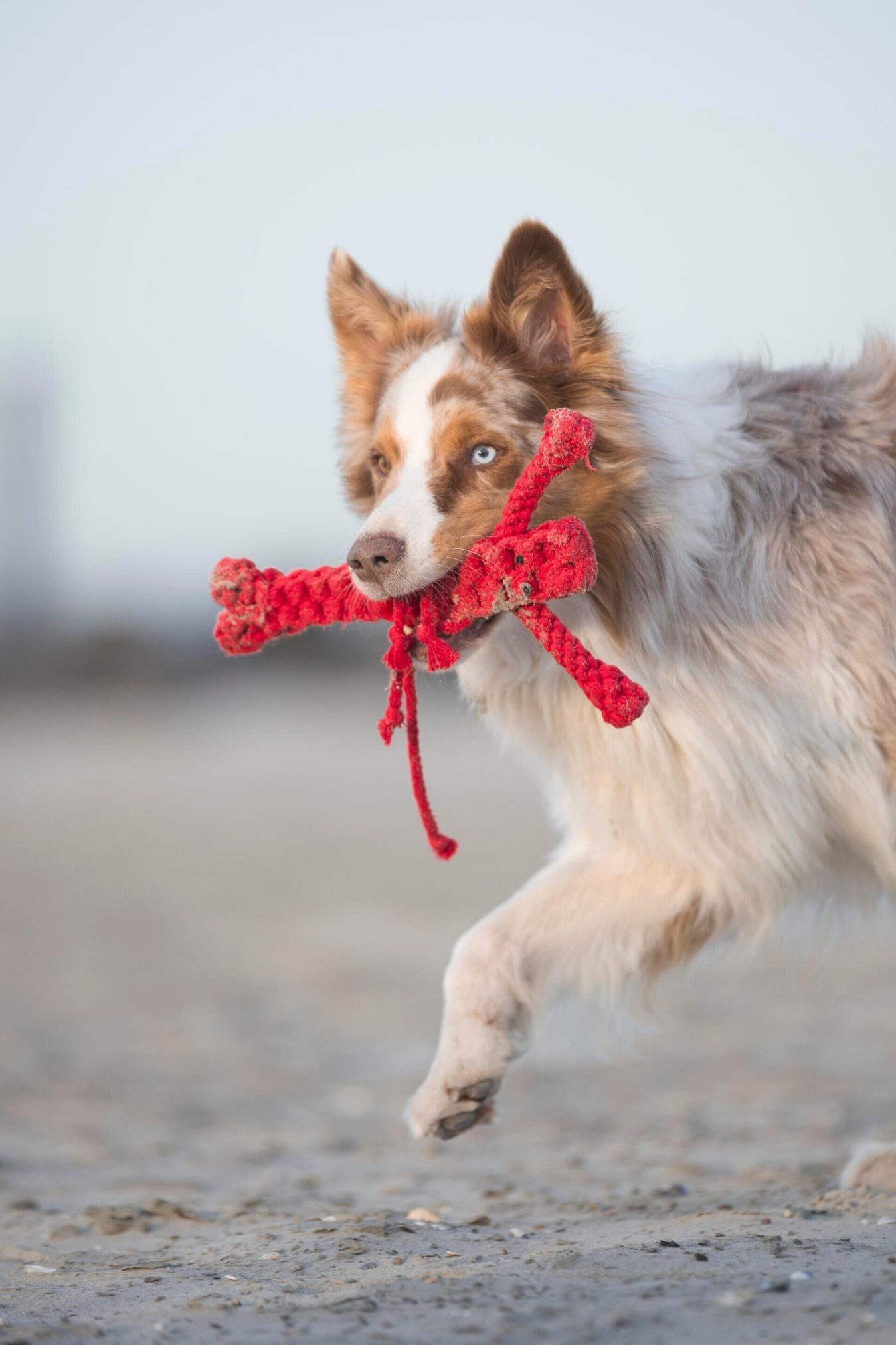 Laboni Outdoor-Spielzeug Laboni Hundespielzeug Hugo Hummer günstig online kaufen