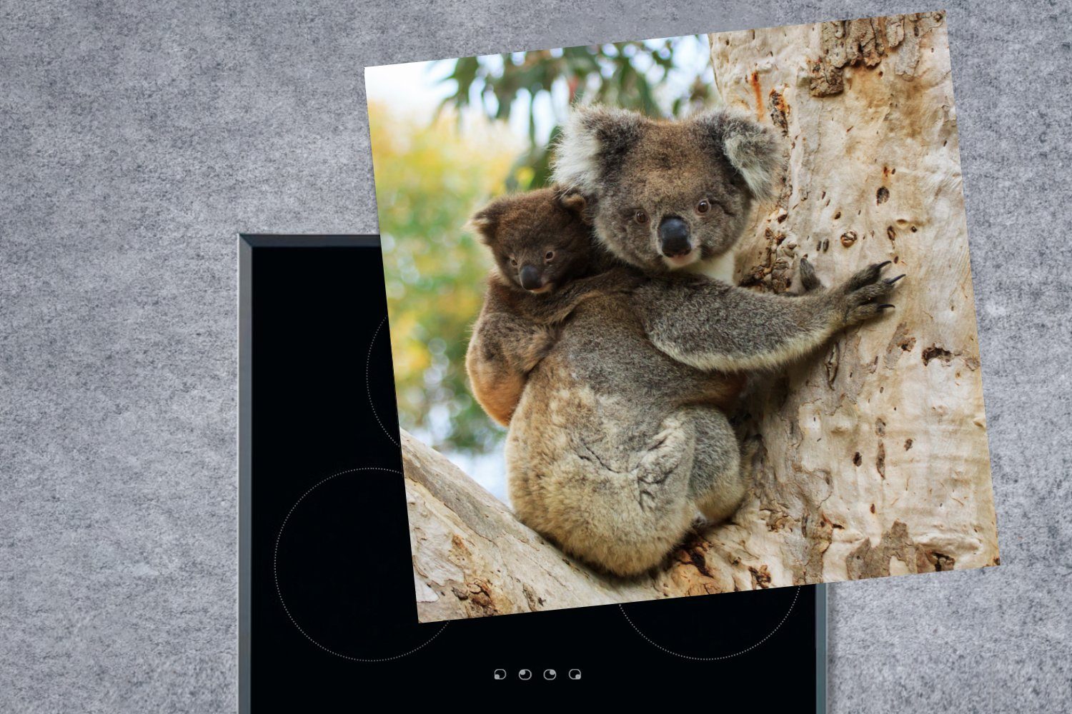 - - tlg), Kind Ceranfeldabdeckung, (1 küche Koalas für Mädchen, Herdblende-/Abdeckplatte - MuchoWow Vinyl, cm, - Baum Arbeitsplatte Jungen 78x78