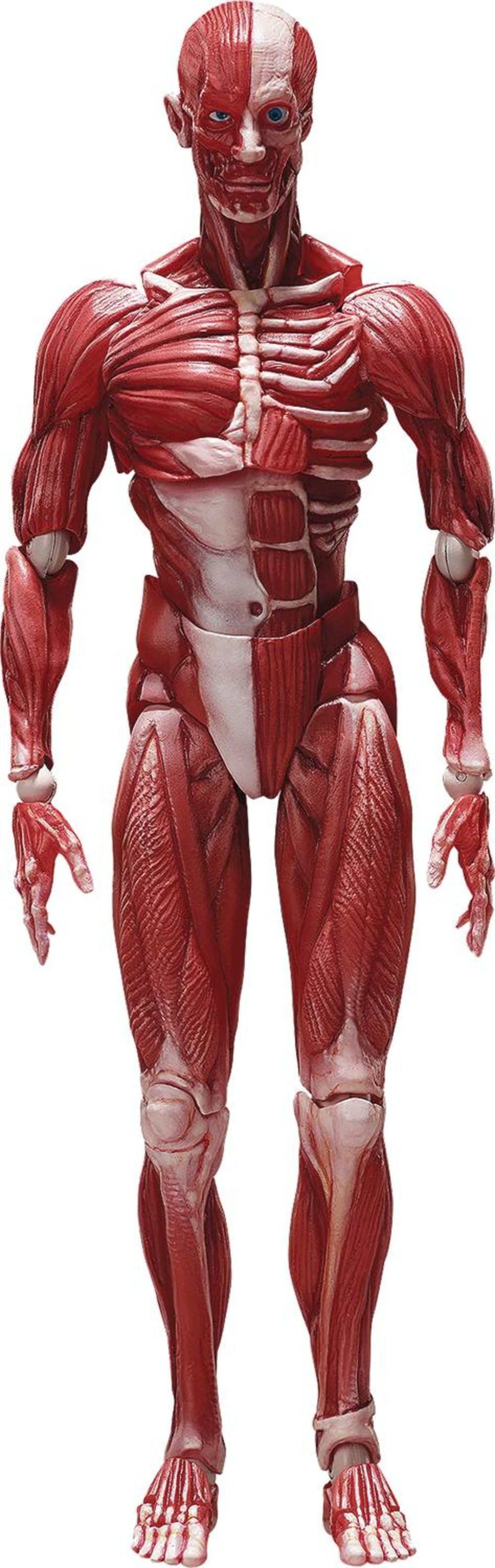 FREEing Actionfigur Original Character Human Anatomical Model Figma Actionfigur