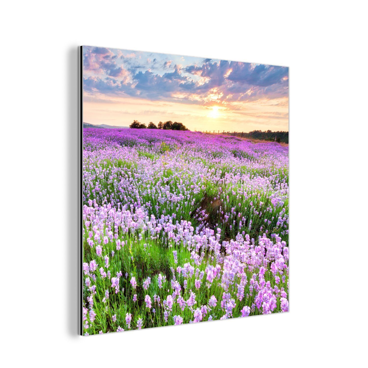 MuchoWow Metallbild Lavendel - Blumen - Sonnenuntergang - Lila - Wiese, (1 St), Alu-Dibond-Druck, Gemälde aus Metall, Aluminium deko