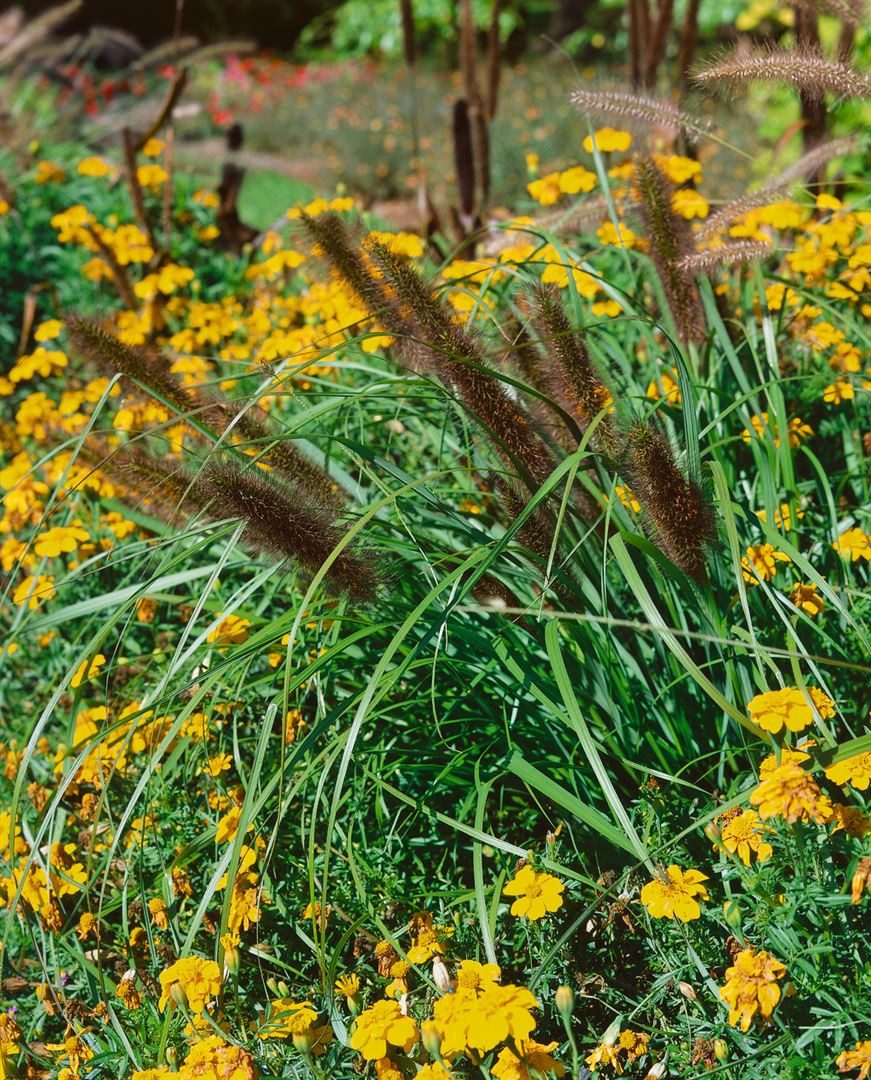 Pflanzen für Dich Травы Pennisetum alopec. Red Head, 1 St., Lampenputzergras, rote Ähren, spätblühend