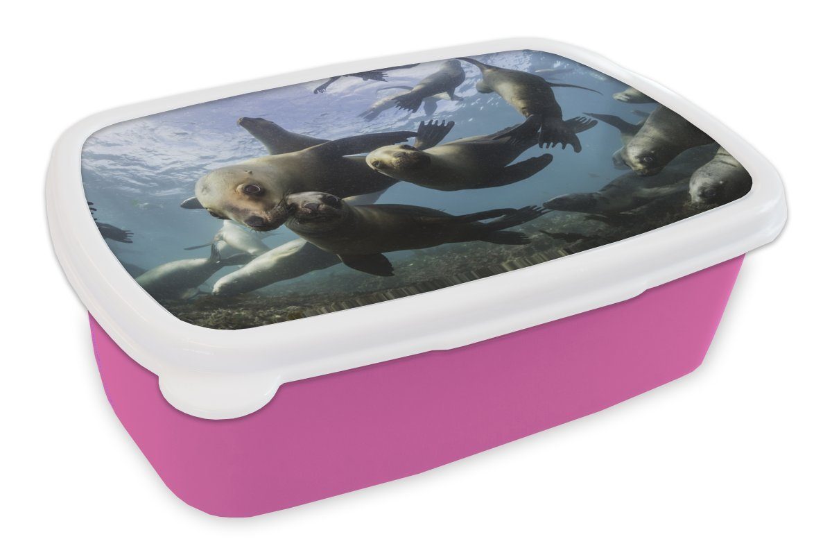 MuchoWow Lunchbox Seelöwe - Wasser - Kamera, Kunststoff, (2-tlg), Brotbox für Erwachsene, Brotdose Kinder, Snackbox, Mädchen, Kunststoff rosa