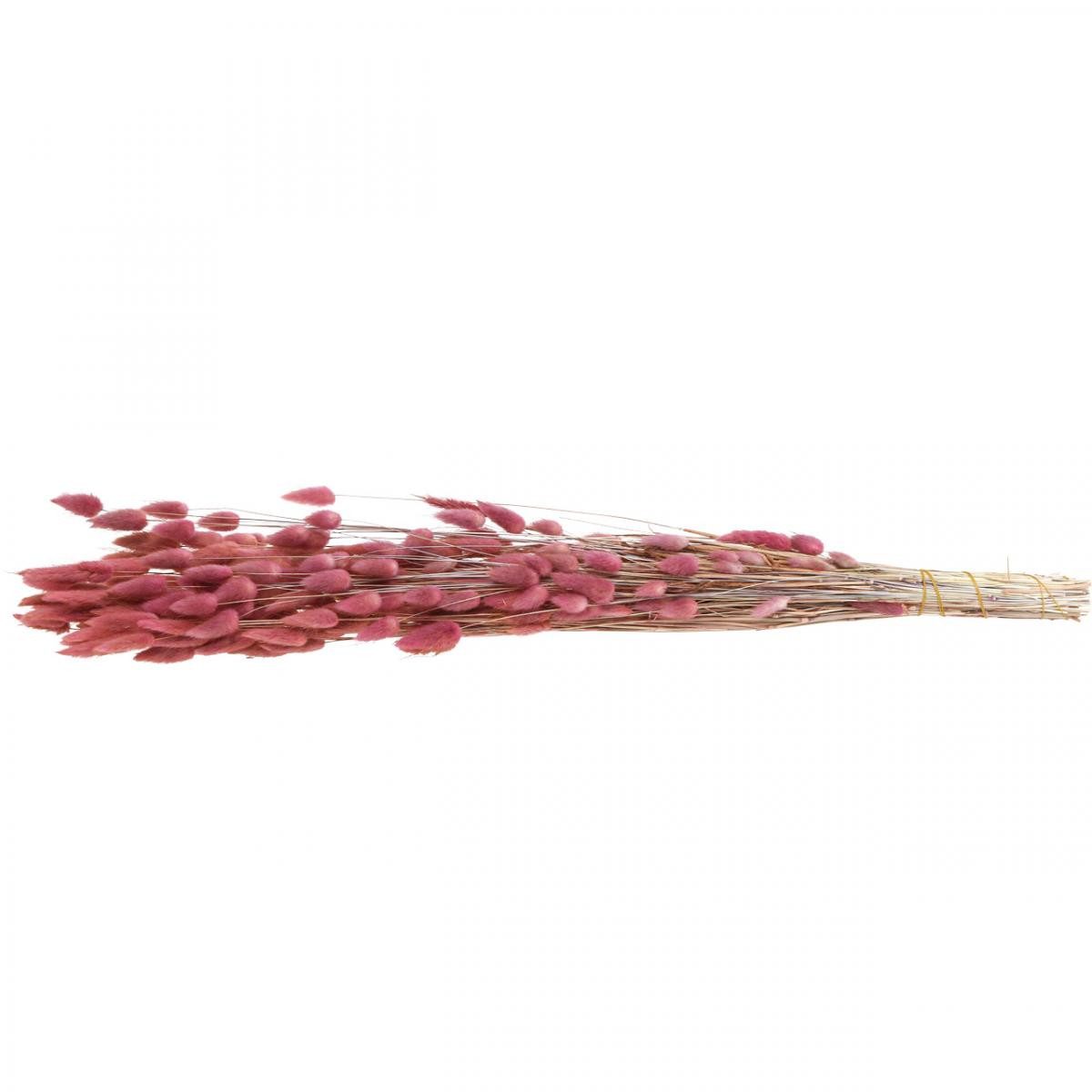 Trockenblume Hasenschwanzgras Trockenblumen Deko Hochzeit Boho Samtgras, Florists Products, Höhe 10 cm