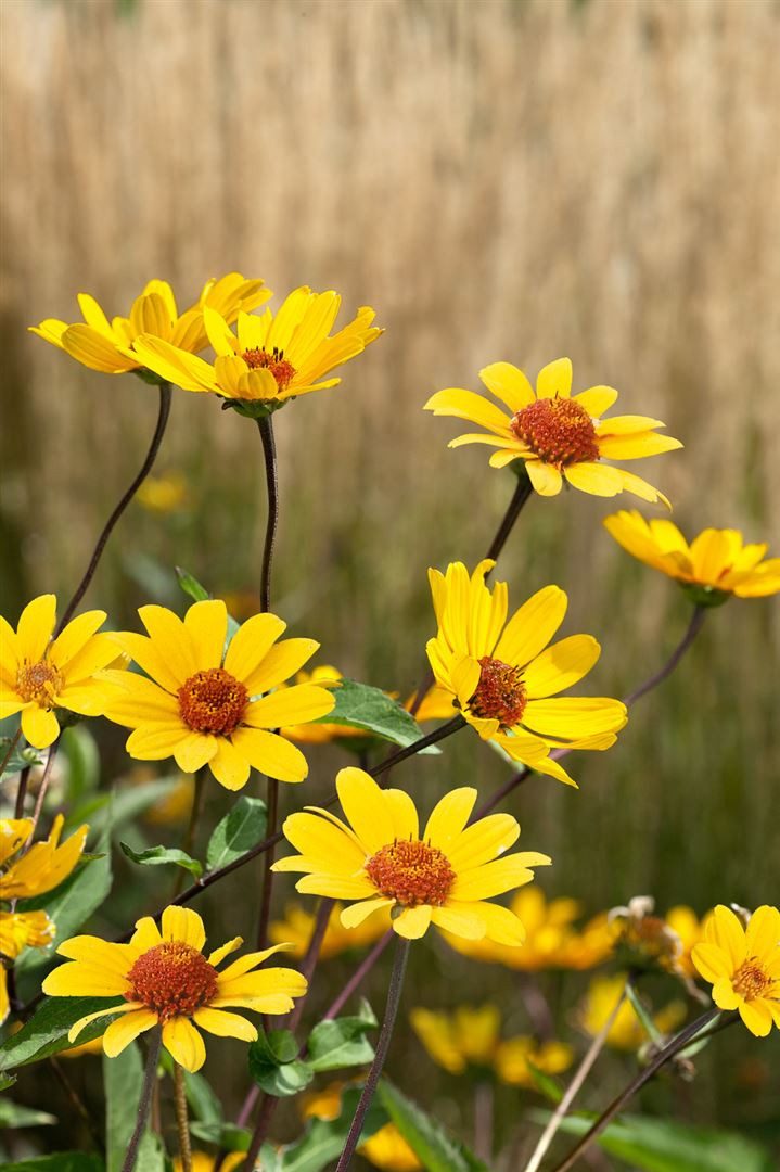 Pflanzen für Dich Staude Heliopsis helianth. 'Summer Nights', 1 St., Sonnenauge