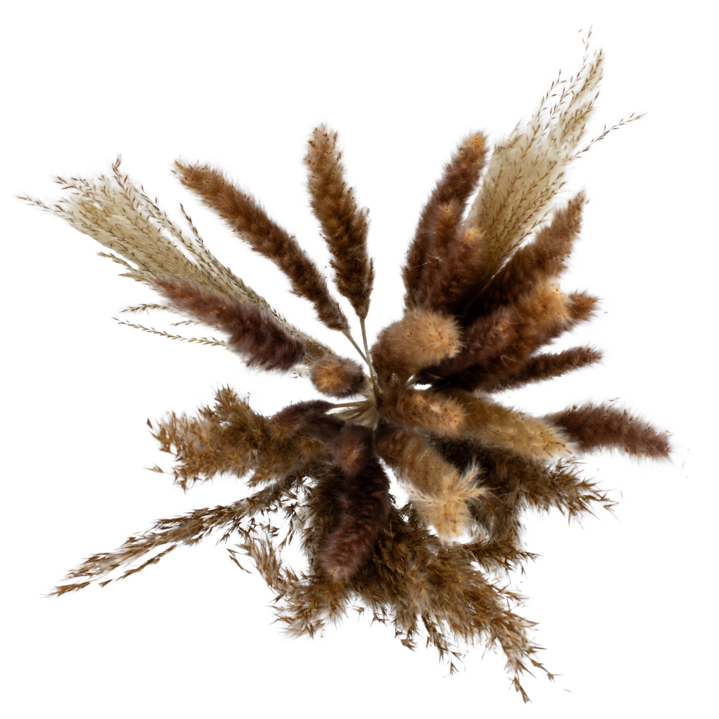 Trockenblume Bündel Pampasgras - verschiedene Ziergräser, Spetebo, Höhe 72 cm, mit Glasvase