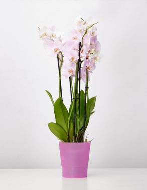 Garronda Blumentopf für Orchideen GD-0037 (1 St)