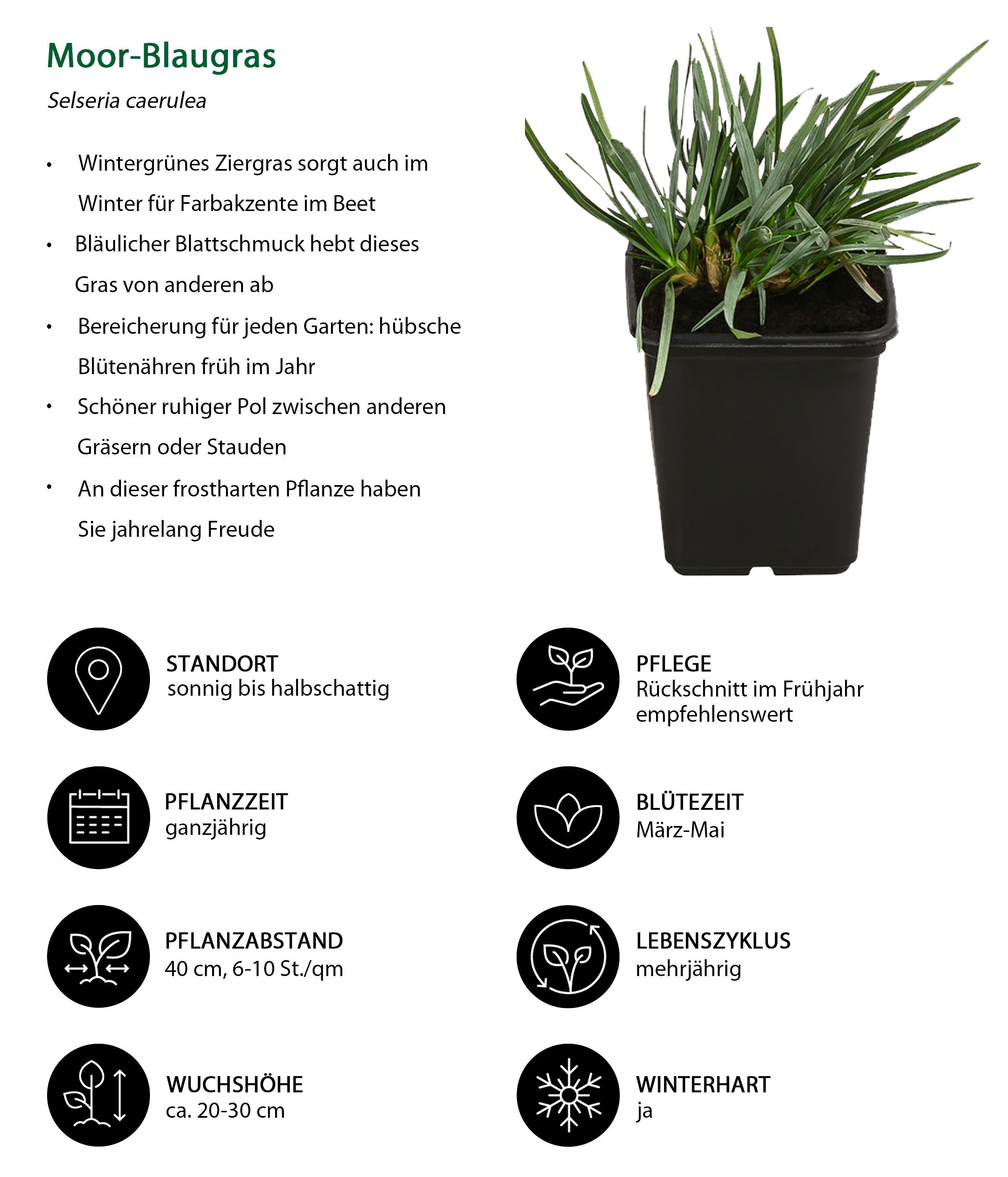 Dehner Gräser Bio Bodendecker Gräser-Set mit Blüten-Highlight, Ø Topf je 7 cm, anspruchslose und robuste Gartenpflanzen für sonnige Standorte