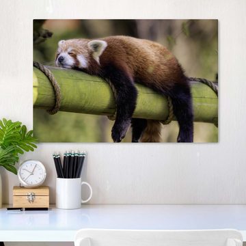 wandmotiv24 Leinwandbild schlafender roter Panda, Bambus, Tiere (1 St), Wandbild, Wanddeko, Leinwandbilder in versch. Größen