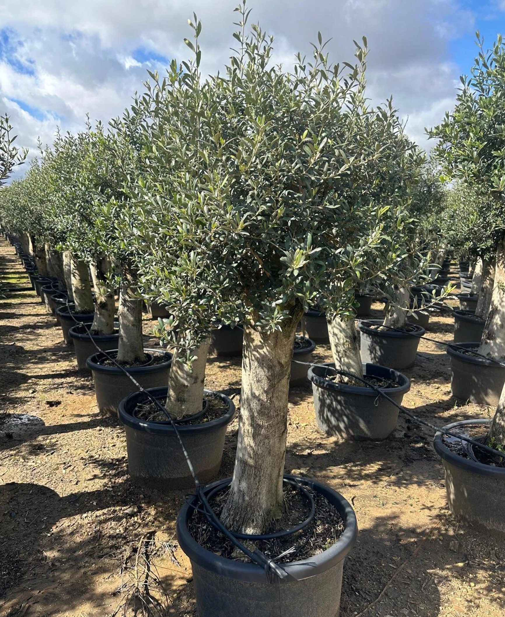 Palms-Store Olivenbaum Olivenbaum Olea Europaea, ca. 250cm Hoch, 1 St., Ca. 60 Jahre alt, winterhart bis –17 °C geeignet