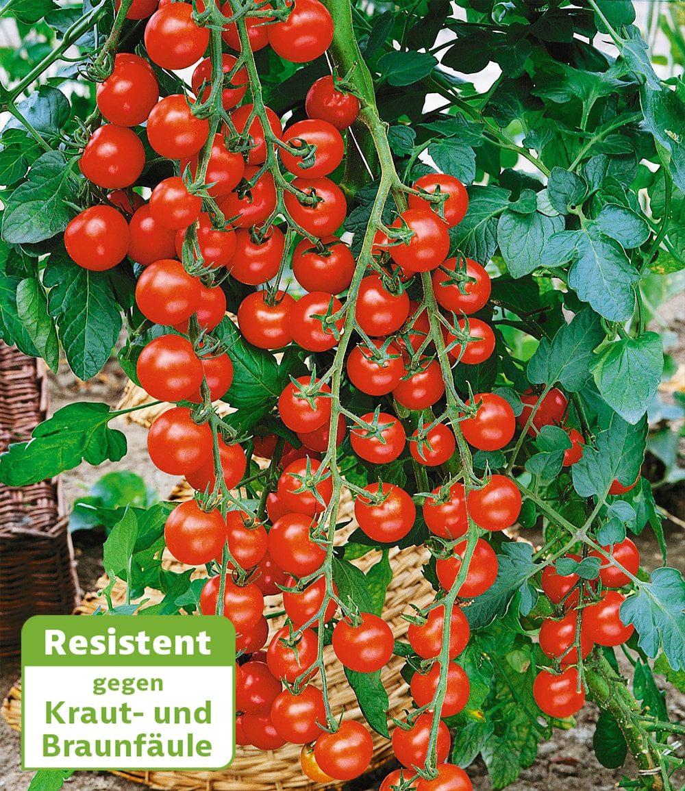 BALDUR Garten Gemüsepflanze Veredelte Kirsch-Tomate 'Rubylicious' F1, 2 St., Braunfäuleresistent, pflegeleicht, veredelt, ertragreich