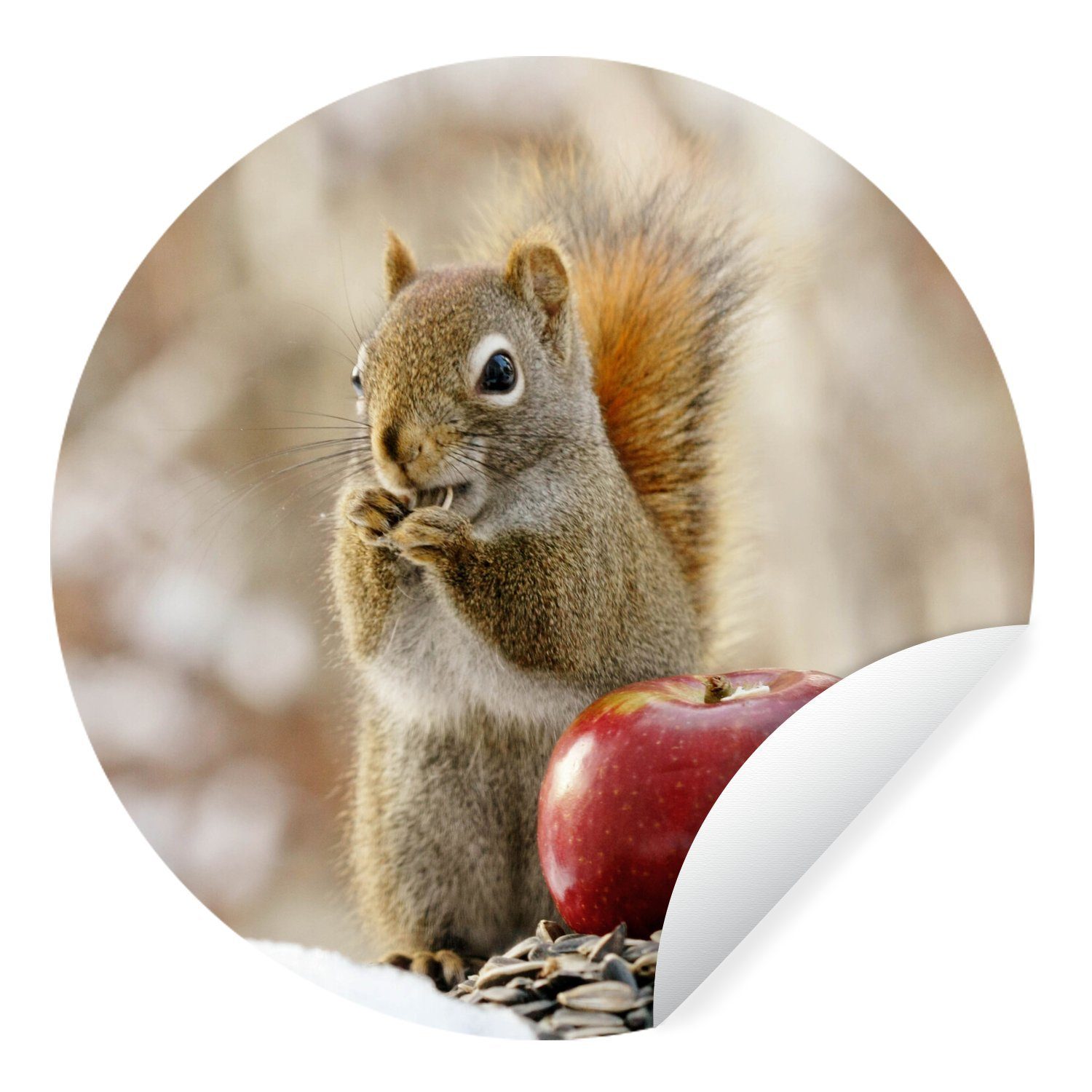 MuchoWow Wandsticker Eichhörnchen - Apfel - Blumensamen - Schnee (1 St),  Tapetenkreis für Kinderzimmer, Tapetenaufkleber, Rund, Wohnzimmer