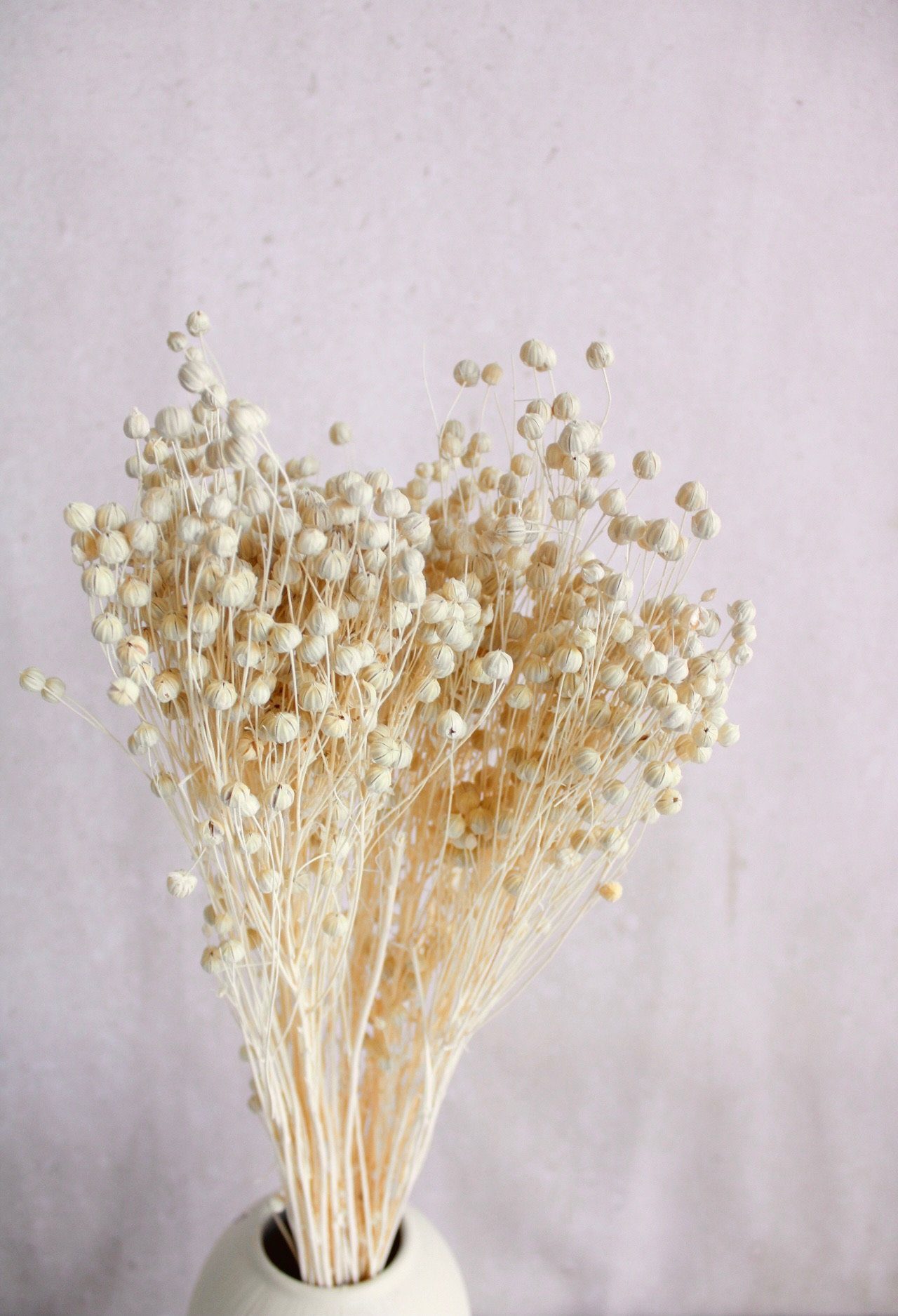 Trockenblume getrockneter Flachs in cremeweiß oder natur Trockenblumen, Vasenglück