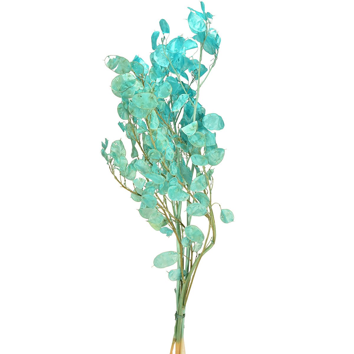 Trockenblume Silberblatt getrocknet Deko Blau 65-70cm Trockenblume, Viana, Höhe 70 cm
