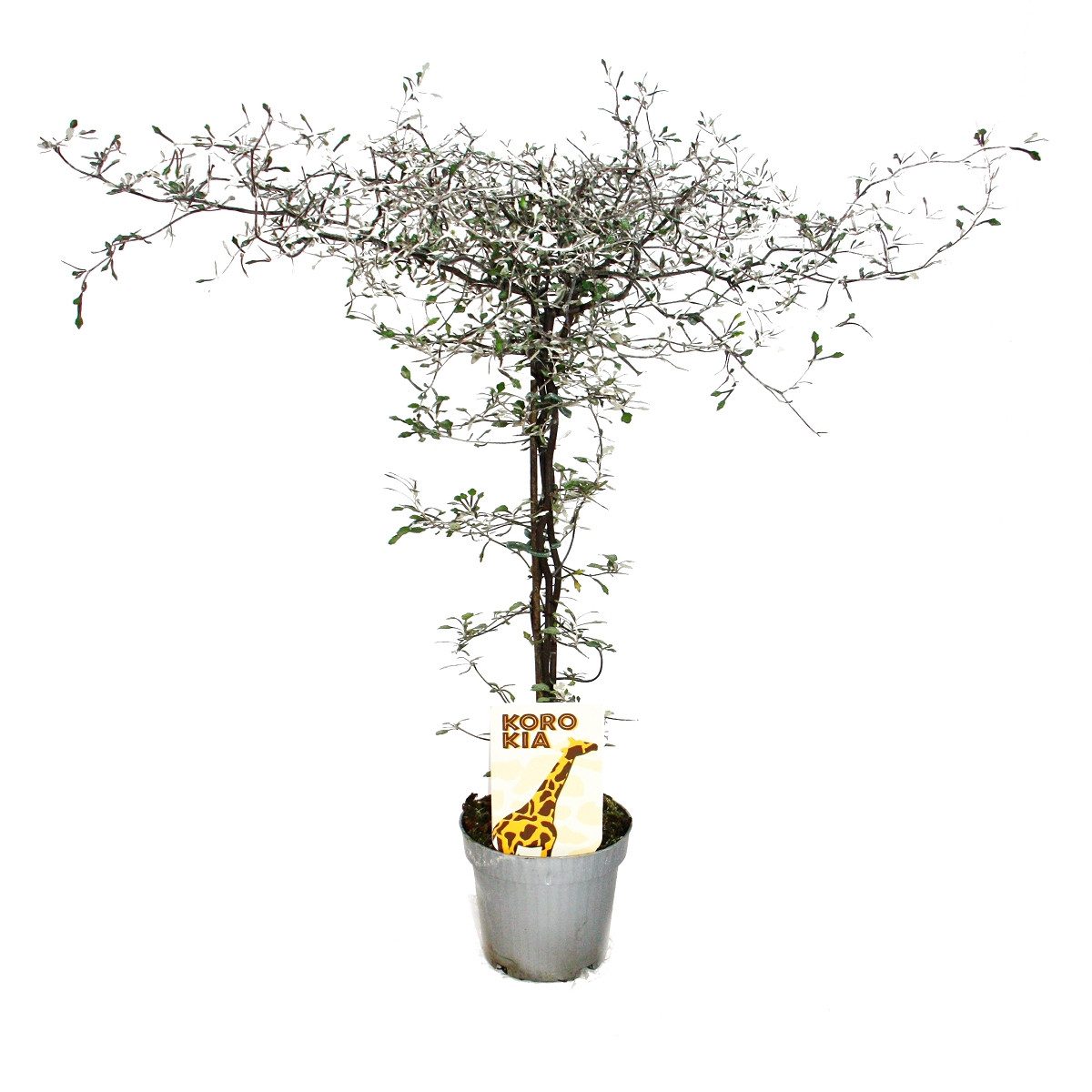 Exotenherz Beetpflanze Corokia cotoneaster - Zick-Zack-Strauch - Schnurbaum