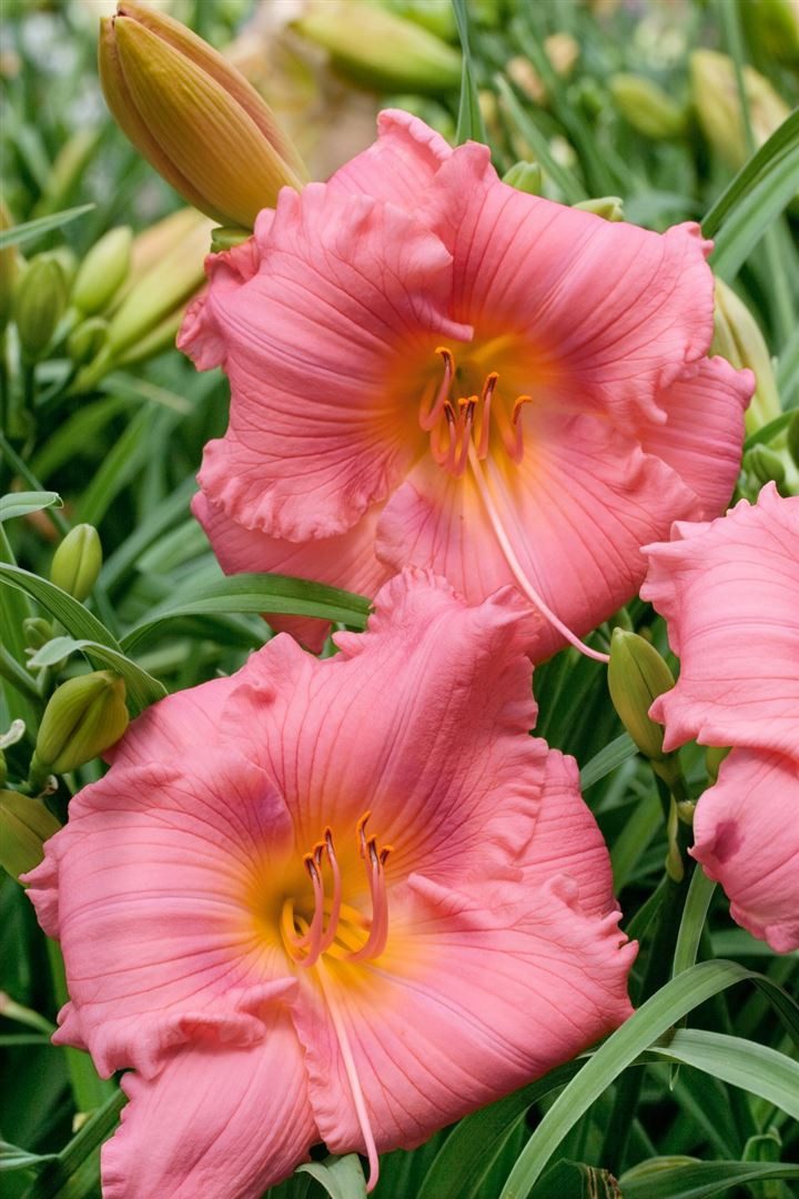 Pflanzen für Dich Staude Hemerocallis cult. Cosmopolitan, 1 St., Taglilie