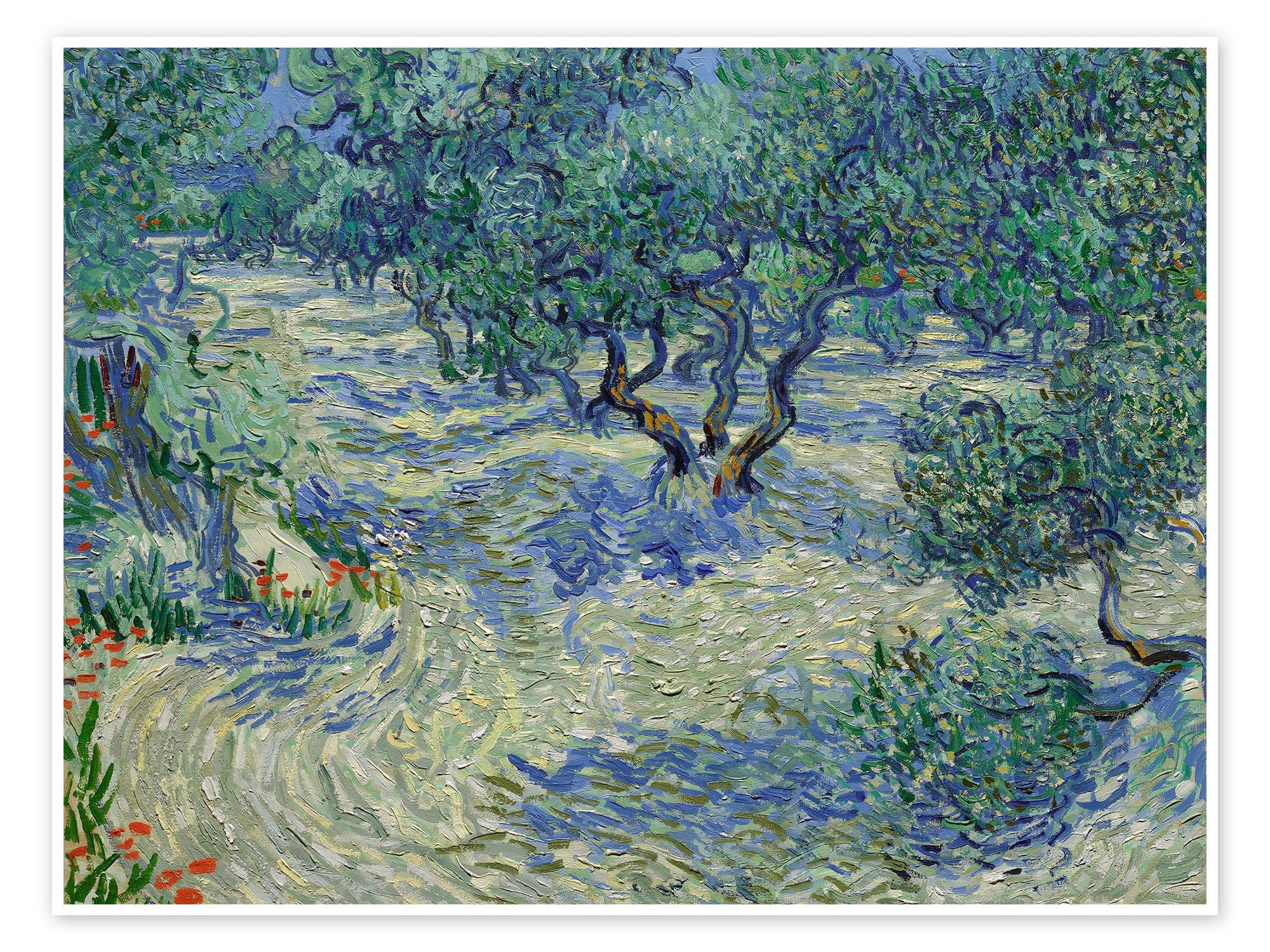 Posterlounge Poster Vincent van Gogh, Olivenhain, Schlafzimmer Mediterran Malerei