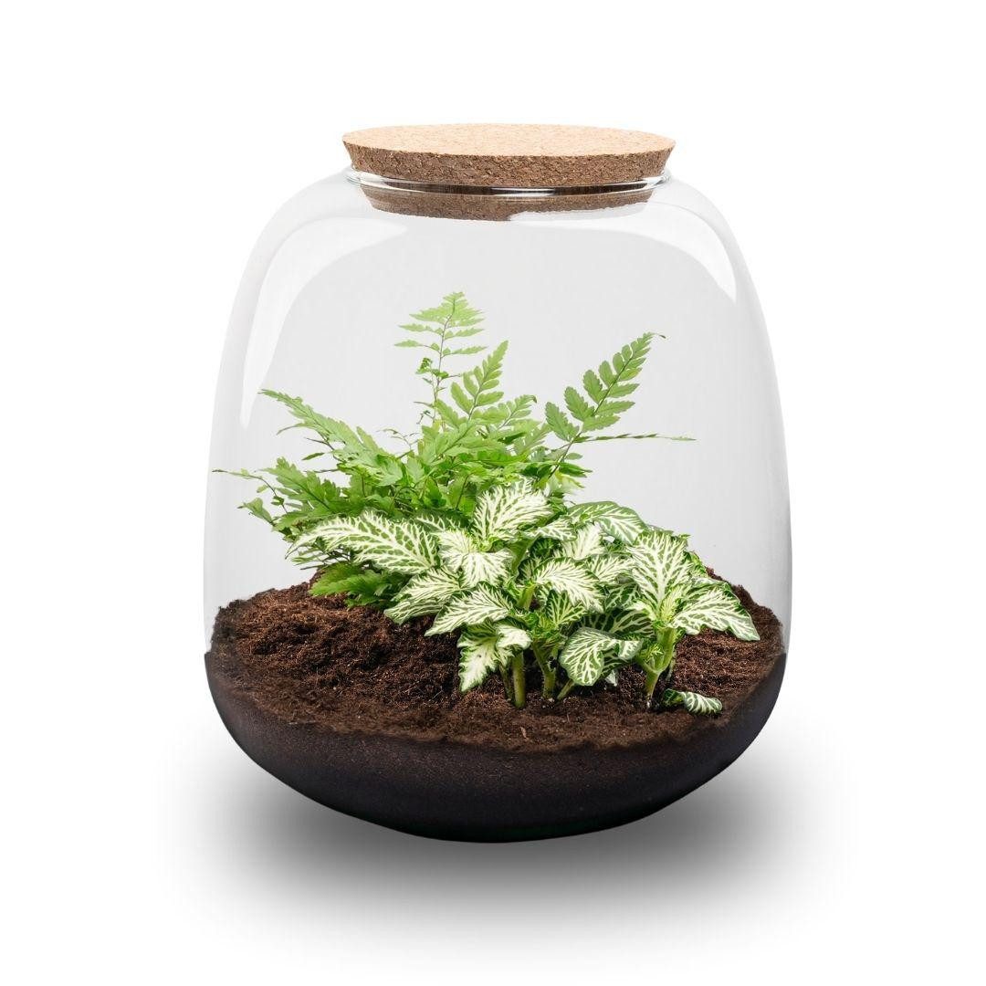 Exotenherz Zimmerpflanze Flaschengarten "Kleine Emma" - DIY-Pflanzenterrarium - 20cm hoch