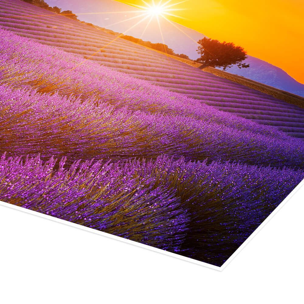 Posterlounge Wandbild Sonne über dem Lavendel, Editors Choice, erhältlich als Poster, Leinwandbild, Wandsticker oder Acrylglasbild