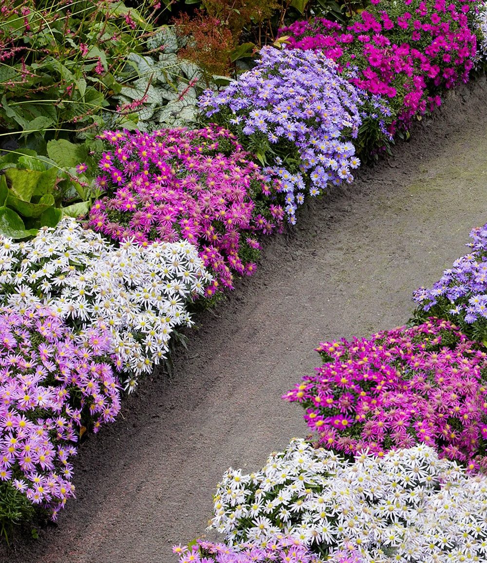 BALDUR Garten Bodendecker Beet-Astern 'Meerblick', 4 St., Schmetterlingsfeundlich, winterhart, mehrjährig