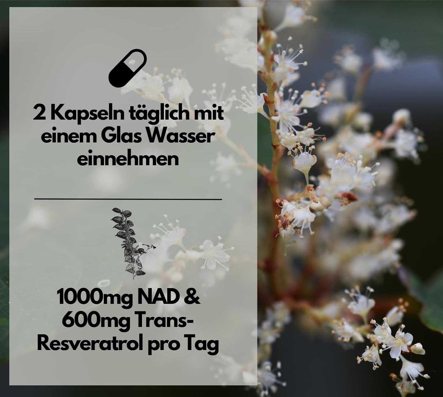 NAD+ Kapseln, hochdosiert 1000mg NAD+ & 600mg Trans-Resveratrol Softgelkapseln, 120 g