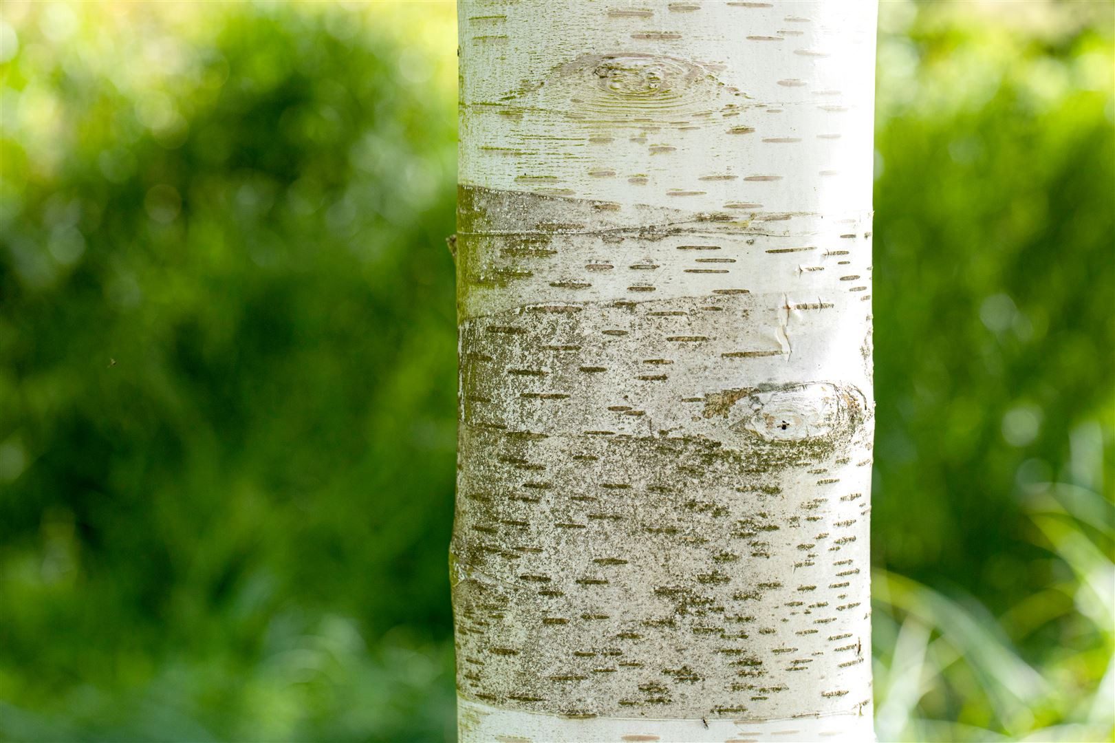 Pflanzen für Dich Baum Betula utilis, 1 St., Himalaya-Birke, Papierbirke, weiße Rinde, schnellwachsend