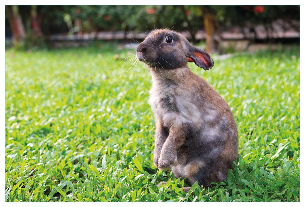 (1-tlg) Kaninchen Blick, Wallario mit im Küchenrückwand Garten süßem