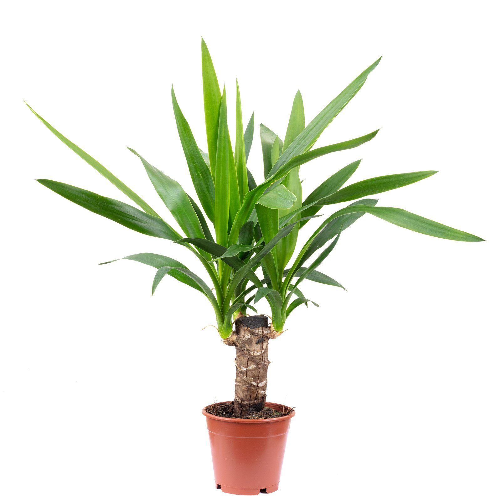 Flowerbox Zimmerpflanze Palmlilie 1-stämmig - Yucca Elephantipes Palme 20, - Höhe ca. 45 cm, Topf-Ø 12 cm