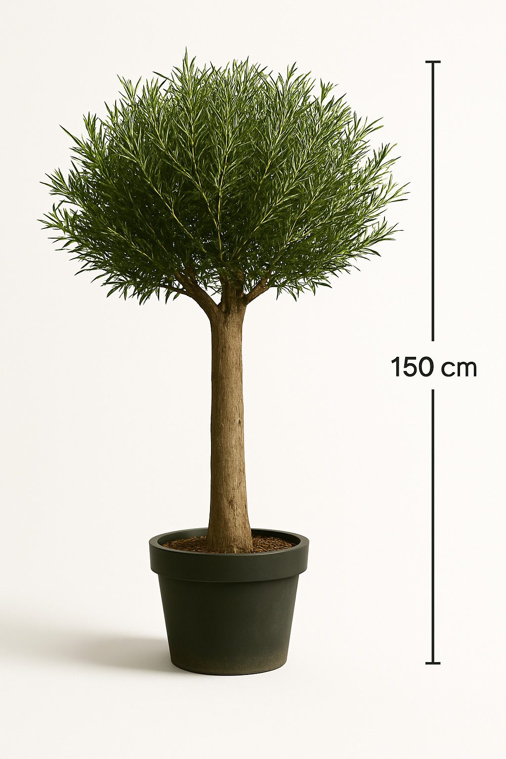 Palms-Store Olivenbaum Olea Europaea, ca. 20 Jahre Alt, Höhe ca. 150 cm, ch günstig online kaufen