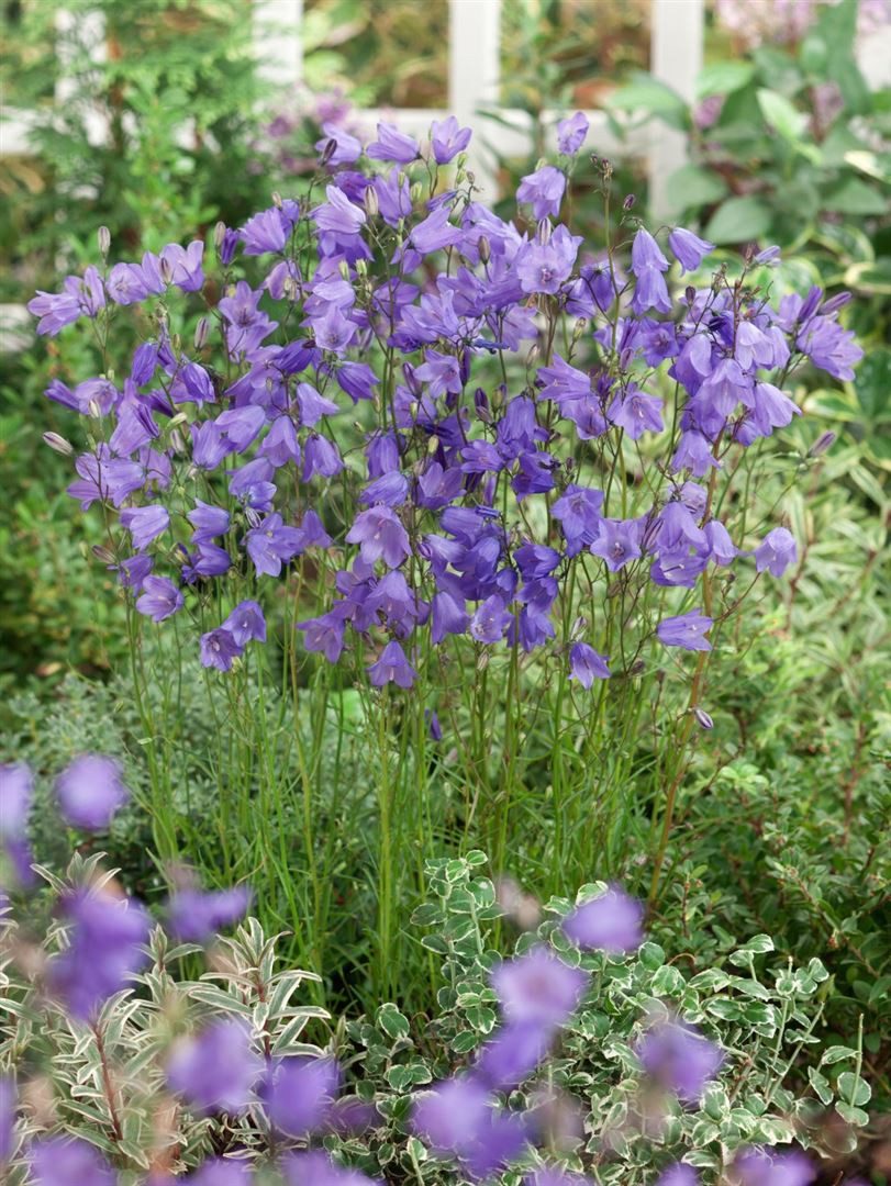 Pflanzen für Dich Staude Campanula rotund., 1 St., Rundblättrige Glockenblume, Rundblättrige Glockenblume