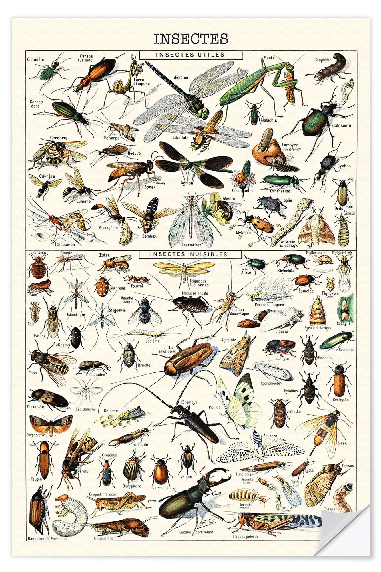 Posterlounge Wandfolie Adolphe Millot, Insekten I, 1923 (französisch), Klassenzimmer Vintage Illustration