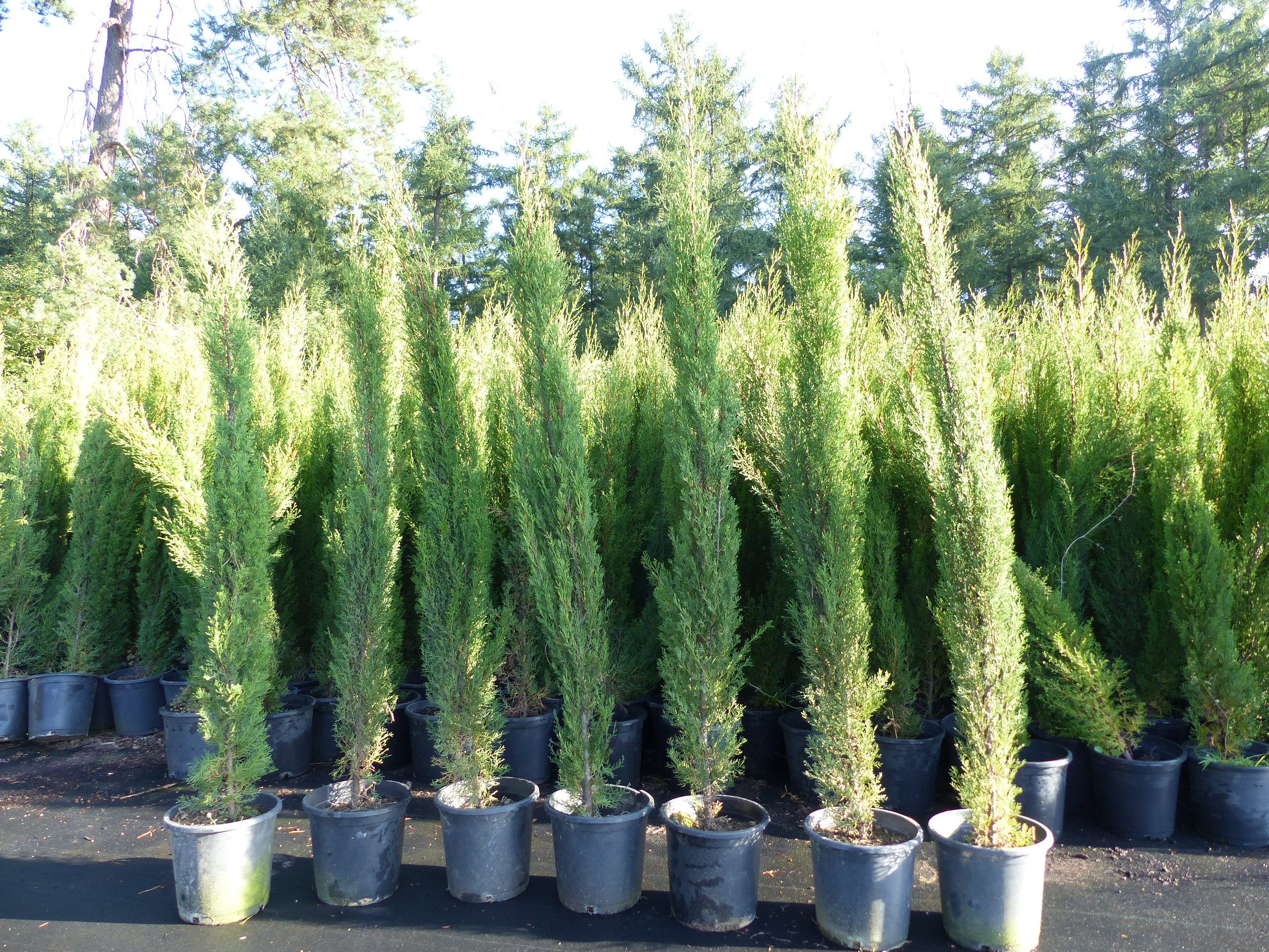 gruenwaren jakubik Baum